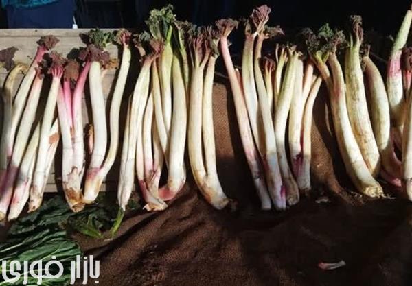  **ریواس: هر آنچه باید درباره این گیاه پرخاصیت بدانید!**  